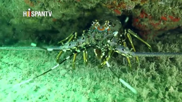 Irán - 1. Prendas hechas de fibras naturales 2. Iran Air 3. El mundo submarino en Chabahar 4. Ardebil