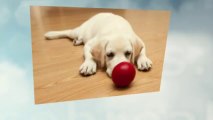 Puppy Training Basics: Housebreaking