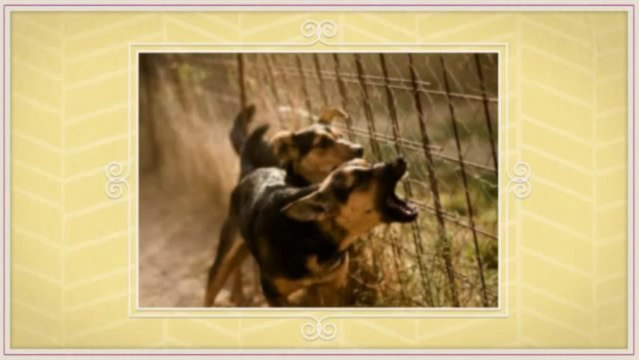 Control Excessive Dog Barking