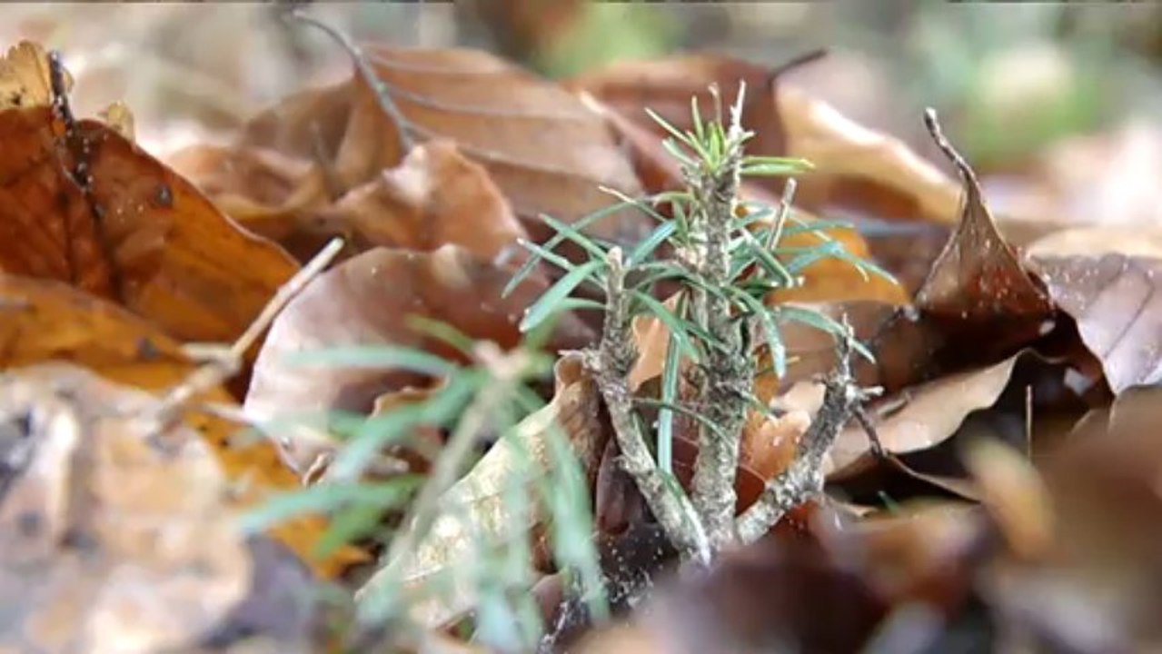 Vous avez dit Durable ? S02E33 - Les dégâts du gibier dans les forêts