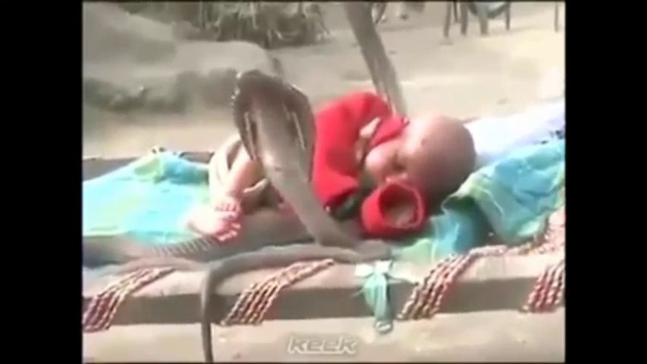 4 con rắn hổ mang bảo vệ em bé đang ngủ VIDEO CLIP - Kenh14.vn
