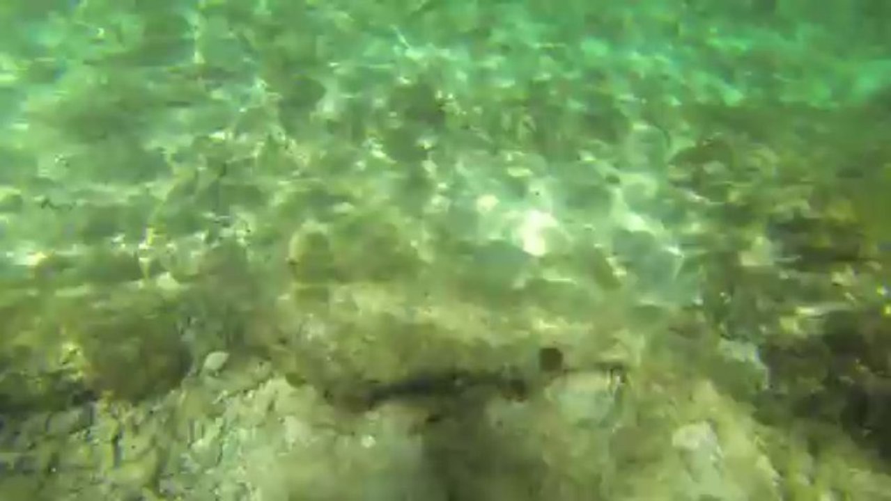 Snorkeling Rottnest Island