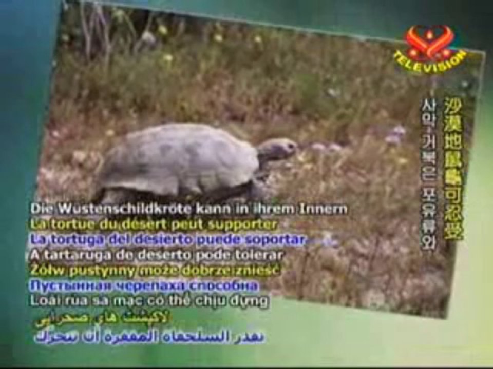 The Desert Tortoise  A Marvel of Creation