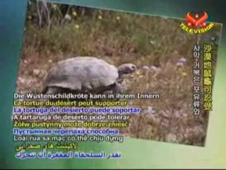 The Desert Tortoise  A Marvel of Creation