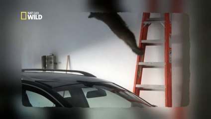 Un bébé ours dans mon garage