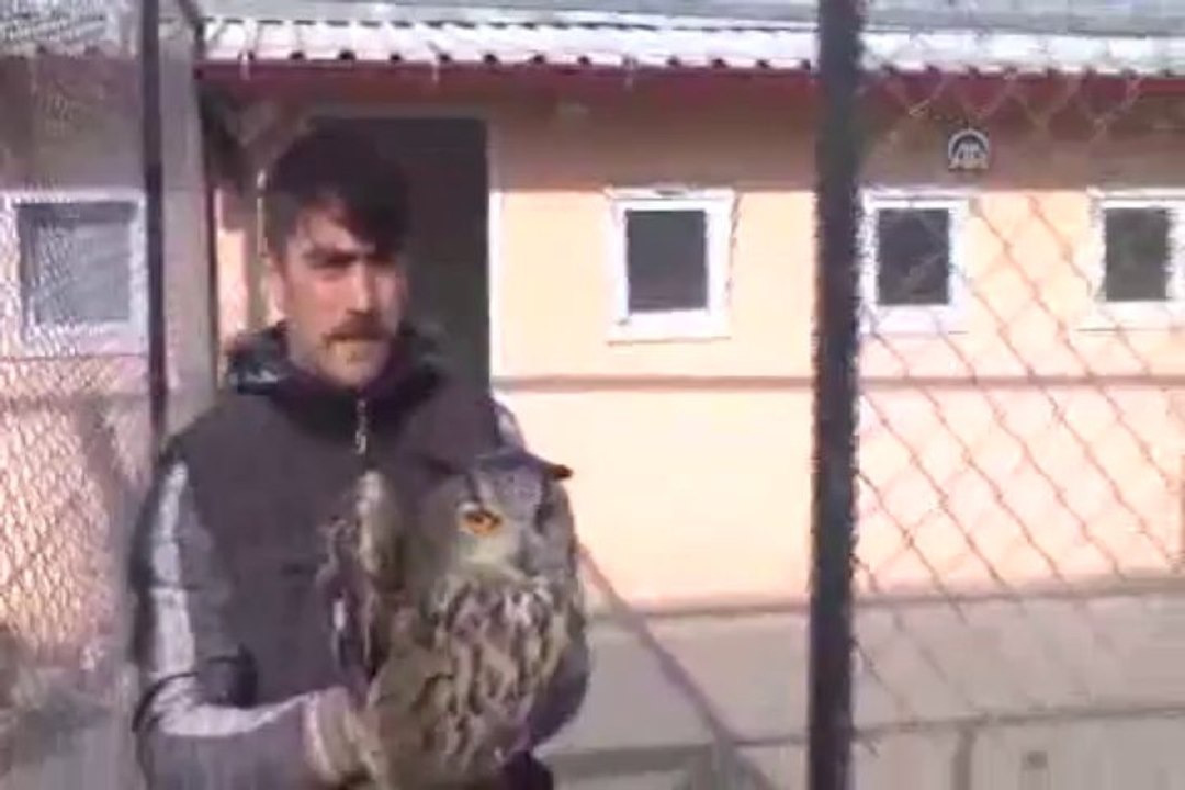 Yaralı baykuş tedavi altına alındı