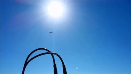 Phone Tower Technician Encounters a Real-Life Angry Bird