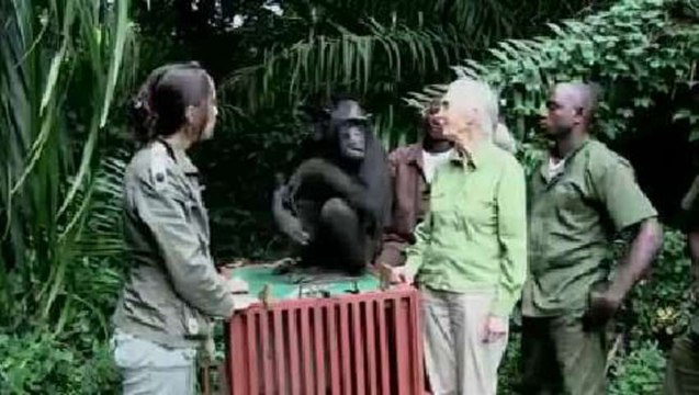L'incroyable geste de remerciement d'un chimpanzé à son sauveur