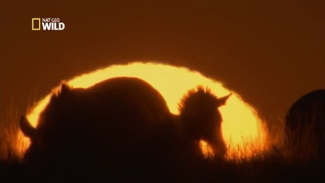 Zèbres, restez groupés !