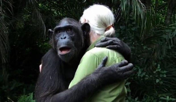 Le geste émouvant d'un chimpanzé à Jane Goodall