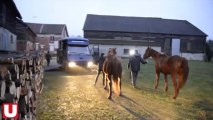 Deux chevaux saisis chez un éleveur