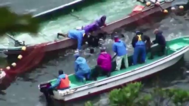 Chasse au dauphins au japon : horrible et cruel!