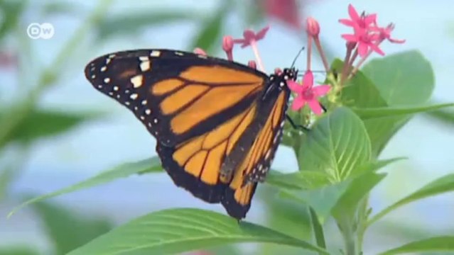 Do we need evers species? | Global Ideas