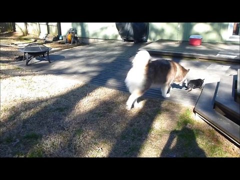 Chihuahua Is the Boss of Giant Alaskan Malamute