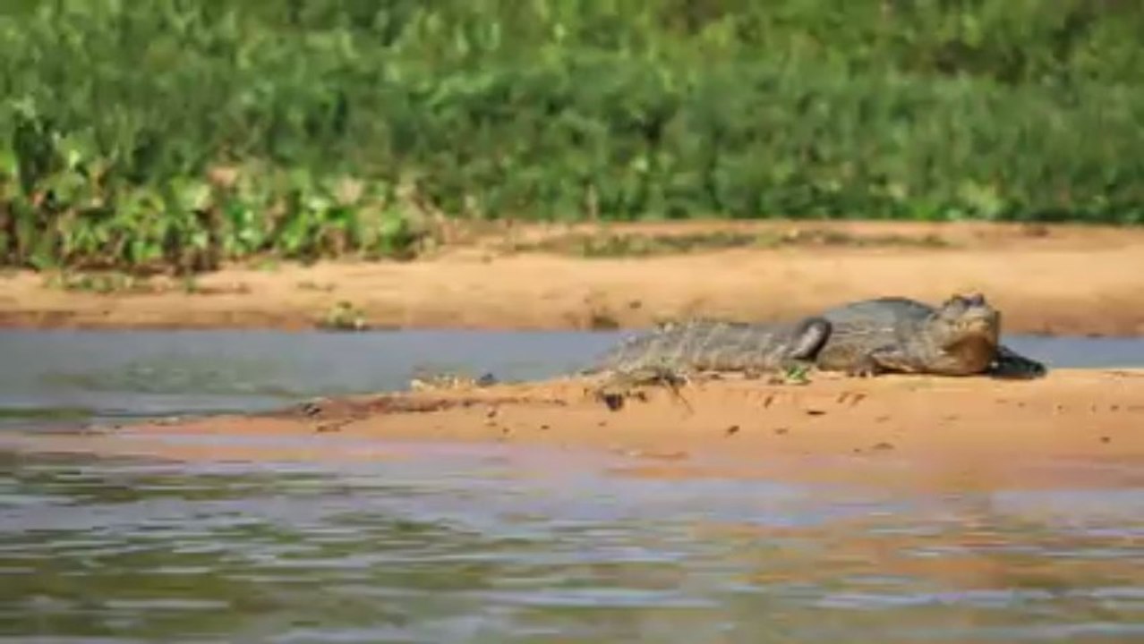 Un gros chat qui fait peur.