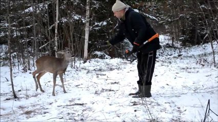 Chevreuil vs Bucheron