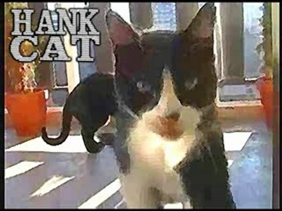 gatti