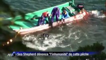 Japon: poursuite de la chasse aux dauphins malgré la controverse