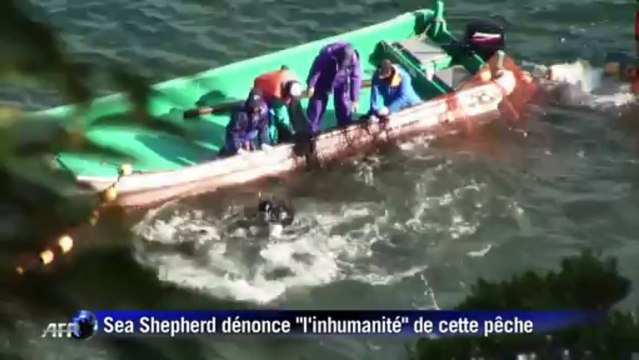 Japon: poursuite de la chasse aux dauphins malgré la controverse