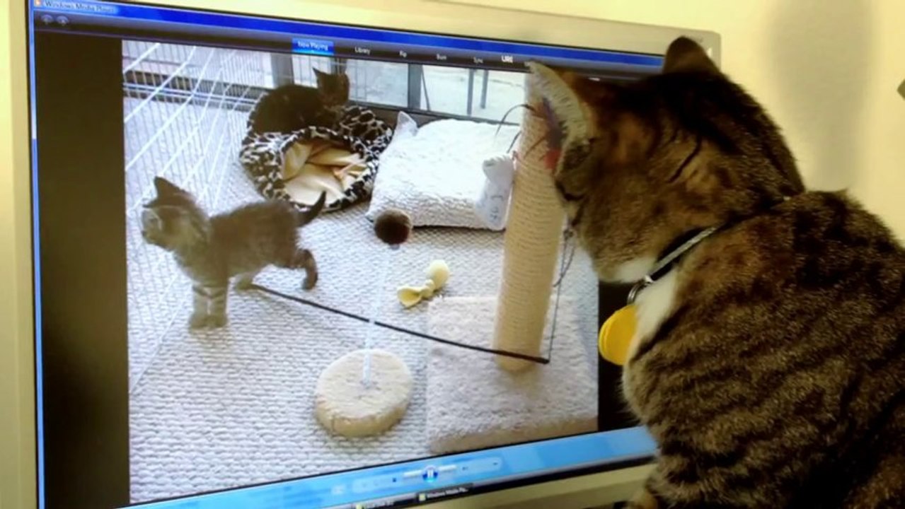 Chat recherche des chatons derrière l'écran d'ordinateur qui s'est éteind