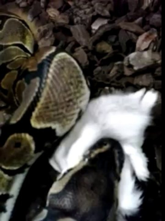 Ballpython vs hamster