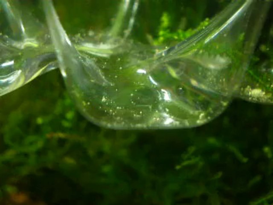 alevin gold honey dwarf gourami jours 5