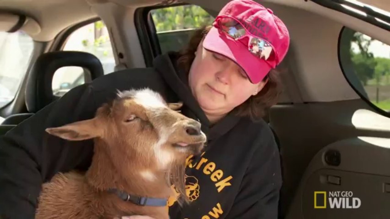 Polio Goat