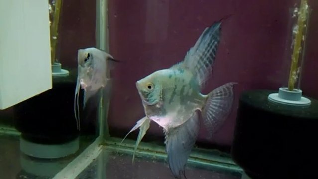 melek balıkları yumurta dizme