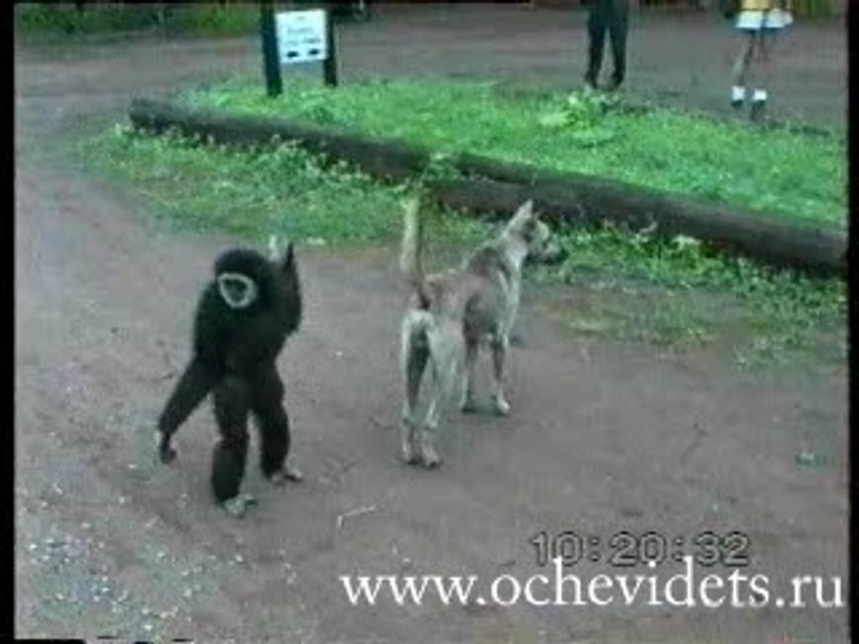 monkeydog