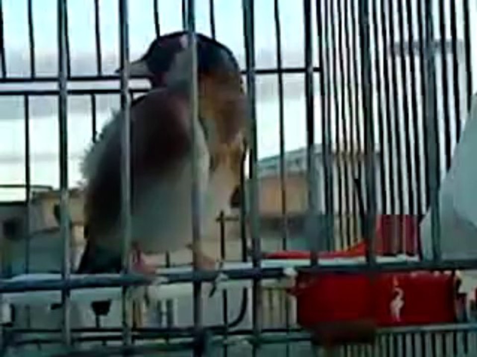 MOV03535