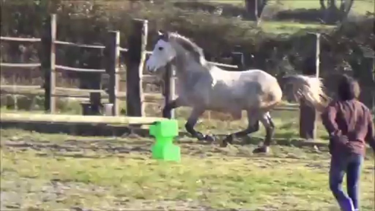 Anakin de la Barre - decembre 2013