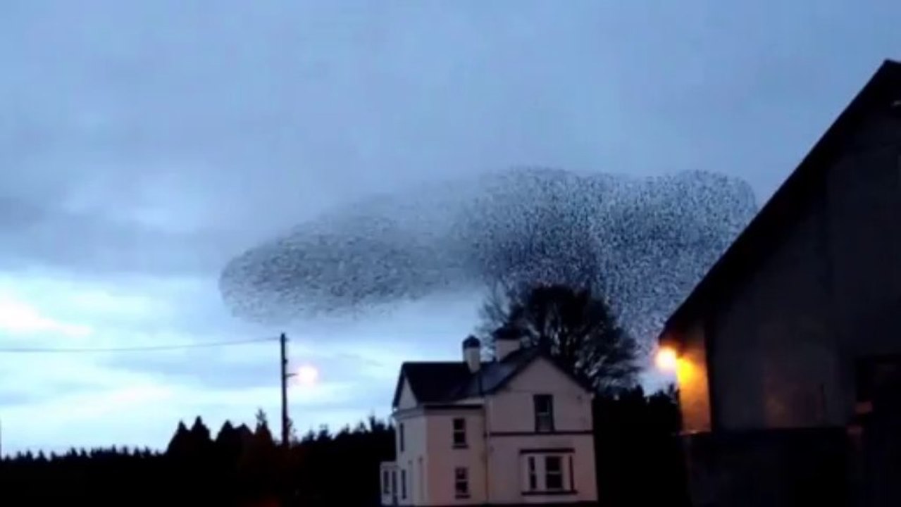 Mesmerising Murmuration Captured on Video in Ireland