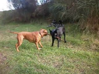 Balou et Eros au terrain début janvier 2014