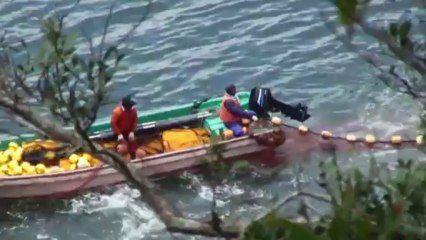 ONG denuncia “carnicería” de delfines en Japón