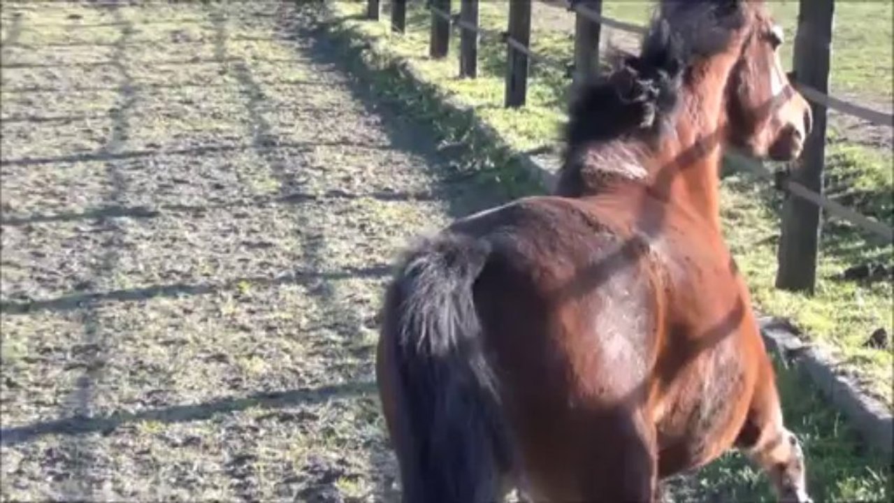 Virgule de la Barre - 3 dec 2013