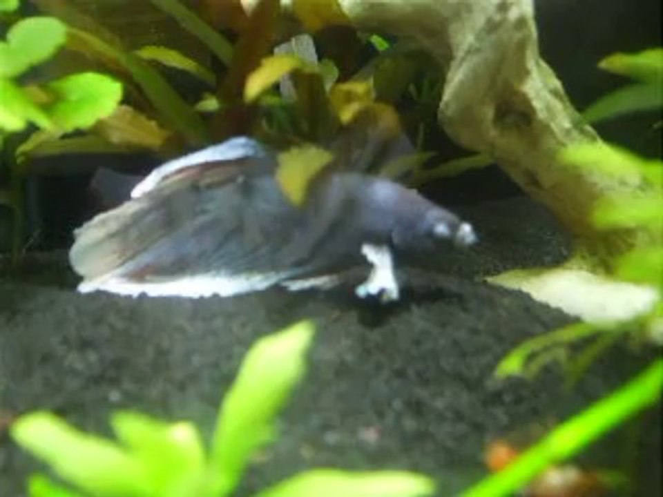 Mini-Grey - Janvier 2014-2