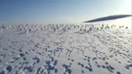 Massive herd of rabbits migrating across Siberia