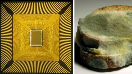 Soon, Our Food Might Send Us "Eat Me" Text Messages Before Expiring