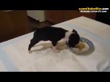Yemek Yerken Amuda Kalkmaya Çalışan Köpek