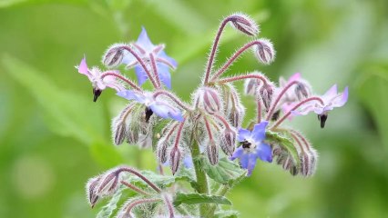 1001 Feuilles à Cenon : Un jardin qui pousse au partage
