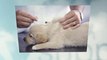 Essential Tips To Keep Your Pets Healthy - KVS