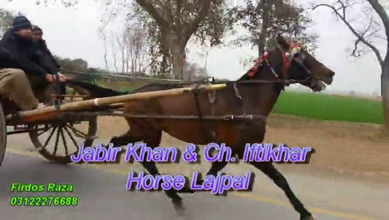 jabir khan & ch. iftikhar horse lajpal jumma try 17-1-14