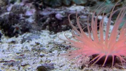 Emerveillement - version courte concours Infracourt