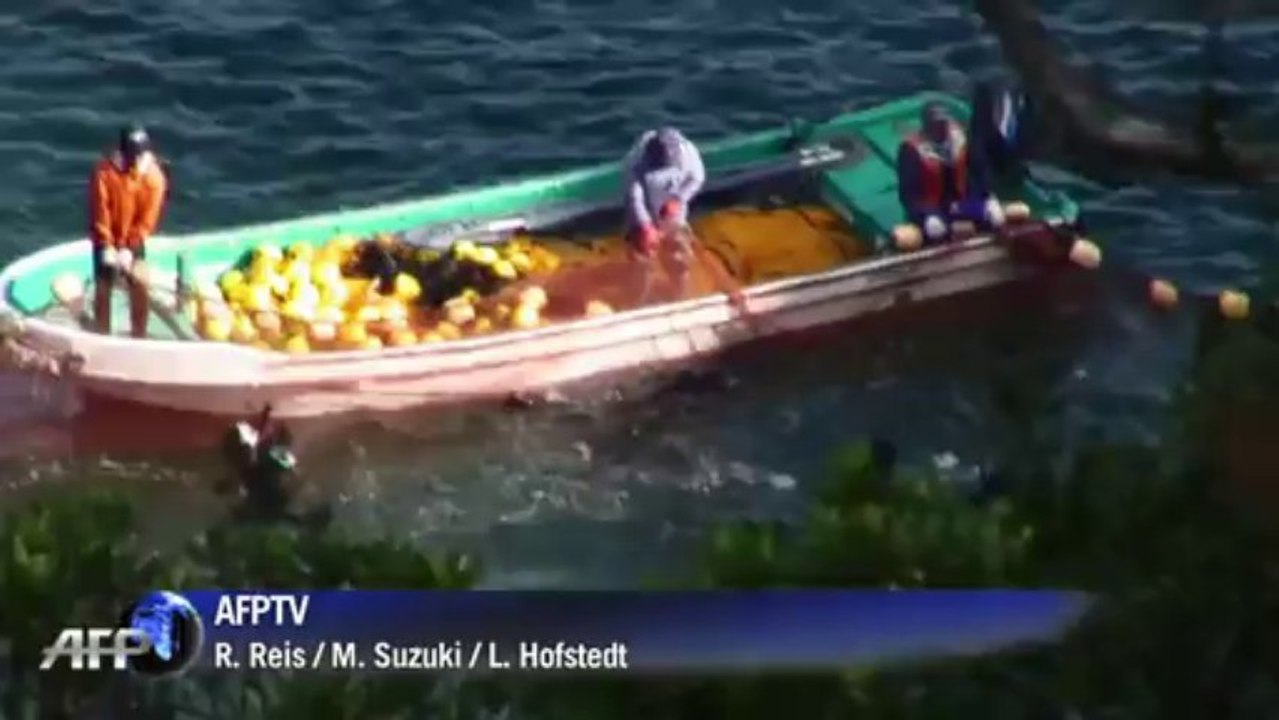 Empörung über Delfin-Treibjagd in Japan