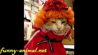 Cat is sad with the dress 猫咪很憋屈, 坑爹呀, 把我打扮成这样!