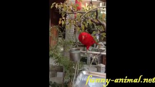 Red parrot dancing 红鹦鹉跳舞