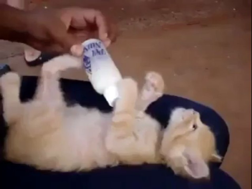 Feeder Cat