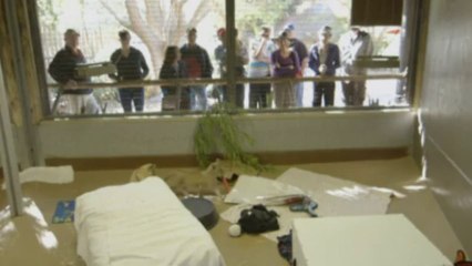 Cute lion cubs sleeping and feeding