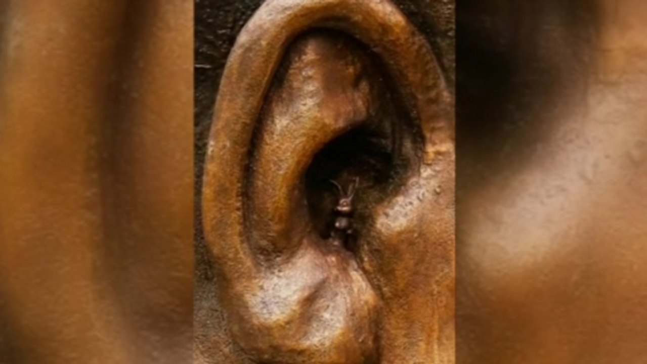 South African government hopping mad about hare in Mandela's ear