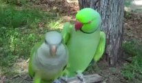 kissing parrots